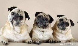 巴哥爆料典藏视频大全下载,揭秘热门事件幕后真相