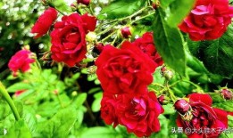 带刺的玫瑰在线观看,揭秘网络直播背后的情感纠葛